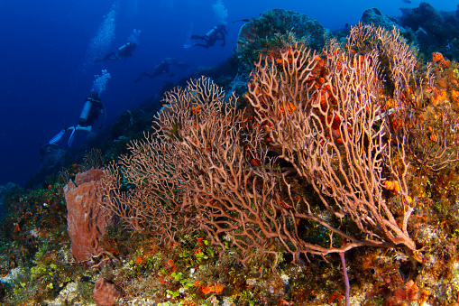 A deep-water sea fan (Iciligorgia schrammi) in the Caribbean Sea (Yucatan, Mexico).