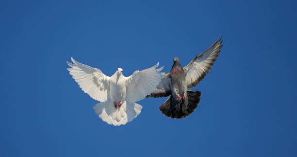 istock white and dark doves are flying on the blue sky 1300205476