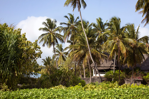 Bungalow under palm trees, rural landscape in Zanzibar. Tropical climate