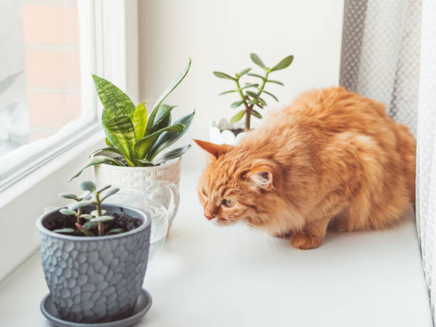 istock Cute ginger cat sniffs indoors plants. Flower pots with Crassula and Sansevieria. Fluffy pet smells succulent plants on white window sill. Peaceful botanical hobby. Gardening at home. 1300205794