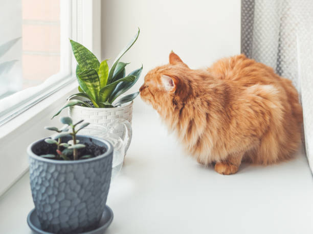 istock Cute ginger cat sniffs indoors plants. Flower pots with Crassula and Sansevieria. Fluffy pet smells succulent plants on white window sill. Peaceful botanical hobby. Gardening at home. 1300206579