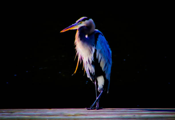 Great Blue Heron Standing in Front of Black Background with Oil Paint Effect