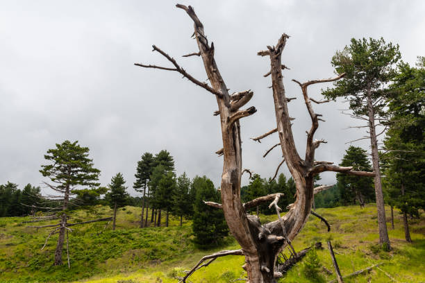 istock Mount Etna volcanic landscape and its typical vegetation, Sicily 1300207179