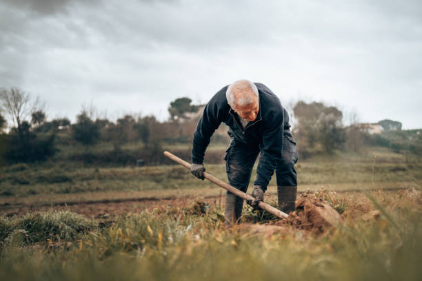 790+ Farmer Digging In His Field Using Hoe Stock Photos, Pictures ...