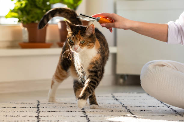 istock Woman owner combing, scratching her cat, close up 1300209256