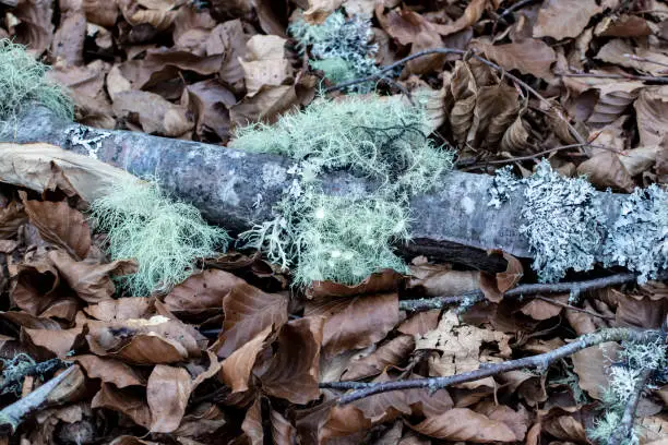 Usnea florida pale grayish-green fruticose lichen on the twig. Old man's beard, or beard lichen.