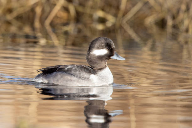 Female (hen) bufflehead duck in beaver pond A female (hen) bufflehead duck floats alongside the marsh plants of a beaver pond green winged teal duck stock pictures, royalty-free photos & images