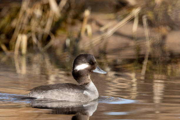 Female (hen) bufflehead duck in beaver pond A female (hen) bufflehead duck floats alongside the marsh plants of a beaver pond green winged teal duck stock pictures, royalty-free photos & images
