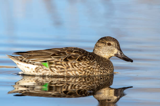 Female (hen) green winged teal duck in beaver pond A female (hen) green winged teal duck floats alongside the marsh plants of a beaver pond green winged teal duck stock pictures, royalty-free photos & images