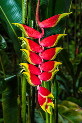 Heliconia rostrata (Lobster claw, False-bird-of-paradise) is an herbaceous perennial native to the north western region of South America.  This plant has downward-facing flowers, and provides a source of nectar to birds. Hawaii Tropical Botanical Garden, Onomea Bay, Hawaii