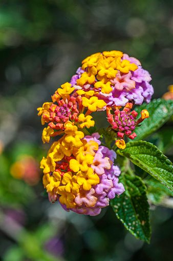 Lantana camara,  is a species of flowering plant in the verbena family, Verbenaceae, that is native to the American tropics. It has been introduced into other parts of the world as an ornamental plant and is considered an invasive species in many tropical and sub-tropical areas. Hawaii, The Big Island. Hawaii Volcanoes National Park.