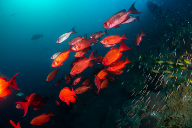istock Schooling Bigeye Fish at Ko Bon island 1300217104