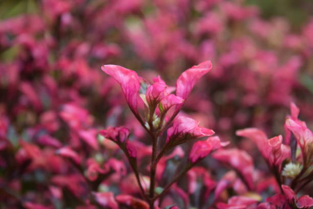 istock Beautiful plant with pink leaves 1300217157