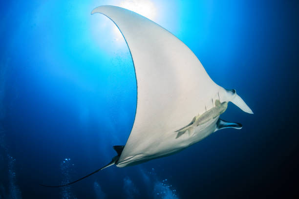 istock Large Oceanic Manta Ray (Manta birostris) with background SCUBA diver bubbles in a blue, tropical ocean (Andaman sea) 1300218018