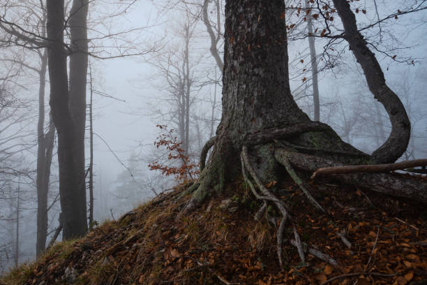 istock Autumnal forest in Velka Fatra mountain range, Slovakia. 1300219146