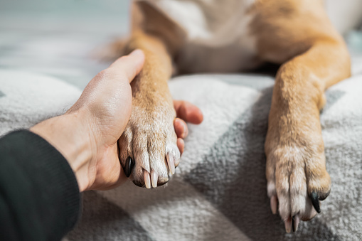 Dog's paw in human hand indoors. Togetherness, bonding with pets