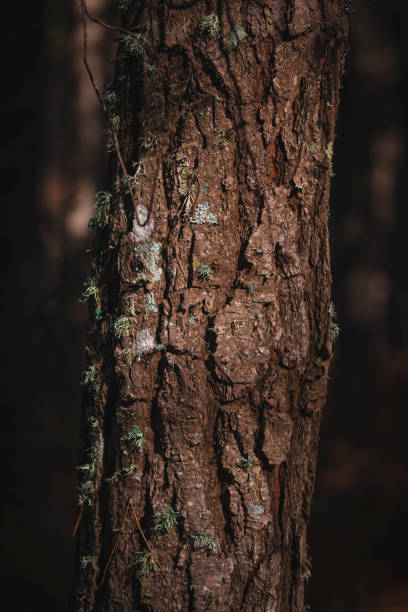 A tree trunk with moss in the forest on a winter day. A tree trunk with moss in the forest on a winter day. in Málaga, AL, Spain tree trunk stock pictures, royalty-free photos & images