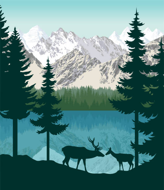 ilustrações de stock, clip art, desenhos animados e ícones de vector mountains with lake and couple of white tailed deers - alberta mountain lake landscape