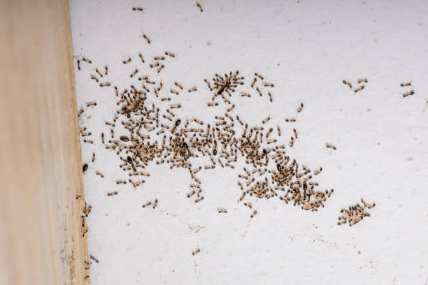 istock Adult Flower Ants 1300221136