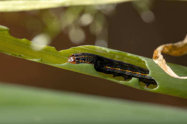 istock Caterpillar eating a Chives  leaf 1300221212