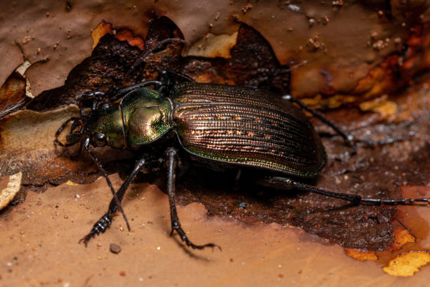 Adult Caterpillar hunter Beetle Adult Caterpillar hunter Beetle of the species Calosoma alternans preying on a moth carabina stock pictures, royalty-free photos & images