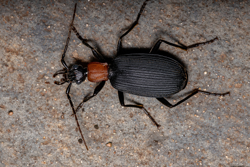 Adult False Bombardier Beetle of the Genus Galerita
