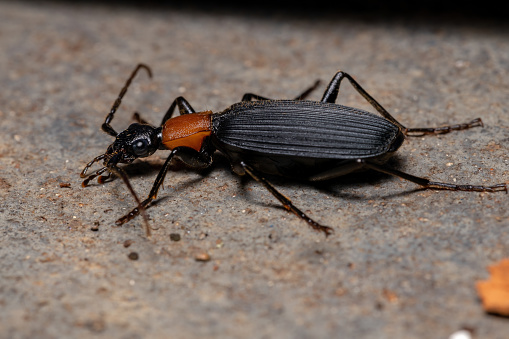 Adult False Bombardier Beetle of the Genus Galerita