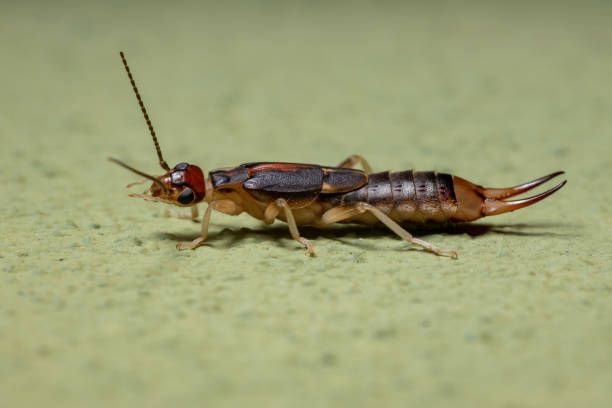 istock Adult Shore Earwig 1300221486