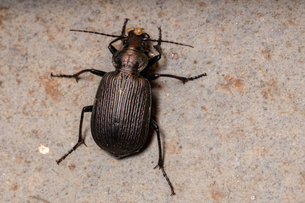 Adult Caterpillar hunter Beetle of the species Calosoma alternans eating part of a grasshopper abdomen