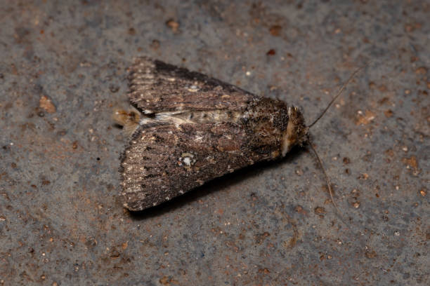 istock Adult brown moth 1300222133