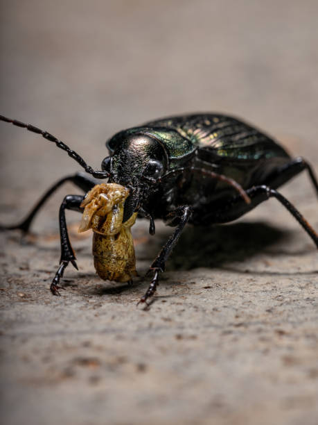 Adult Caterpillar hunter Beetle Adult Caterpillar hunter Beetle of the species Calosoma alternans eating part of a grasshopper abdomen carabina stock pictures, royalty-free photos & images