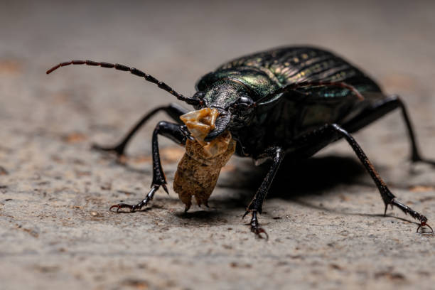 Adult Caterpillar hunter Beetle Adult Caterpillar hunter Beetle of the species Calosoma alternans eating part of a grasshopper abdomen carabina stock pictures, royalty-free photos & images