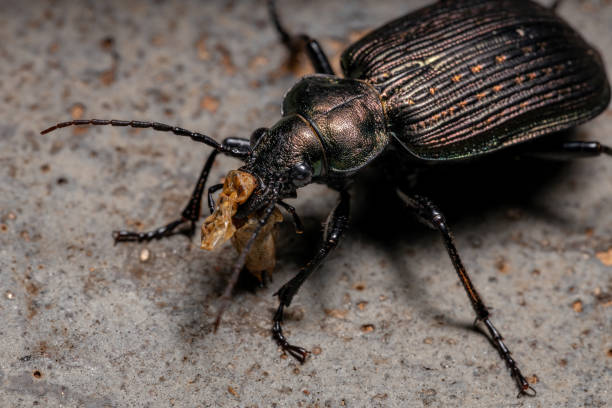 Adult Caterpillar hunter Beetle Adult Caterpillar hunter Beetle of the species Calosoma alternans eating part of a grasshopper abdomen carabina stock pictures, royalty-free photos & images