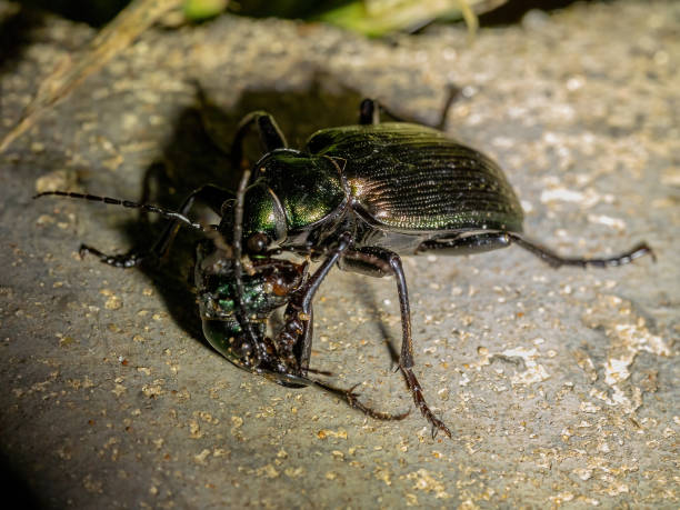 Adult Caterpillar hunter Beetle Adult Caterpillar hunter Beetle of the species Calosoma alternans doing cannibalism carabina stock pictures, royalty-free photos & images