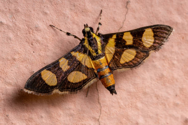 istock Adult Orange-spotted Flower Moth 1300222182