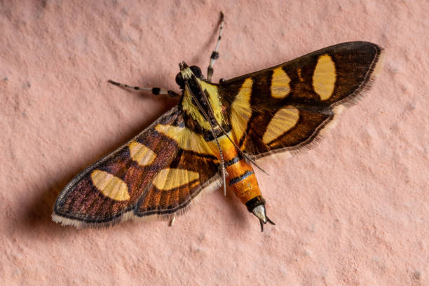 istock Adult Orange-spotted Flower Moth 1300222184