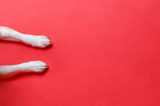 Close up of white paws of a dog, isolated on red background, place for banner, copy space. Dog foot top view.