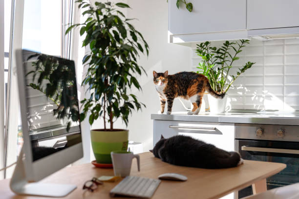 istock While the owner is not at home or does not see, two cats walk and sleep on the table next to the desktop. Freelance workplace 1300223006