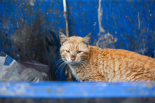 Homeless stray dirty ginger cat sitting on trash bin, searching for food in garbage container, looking at camera.