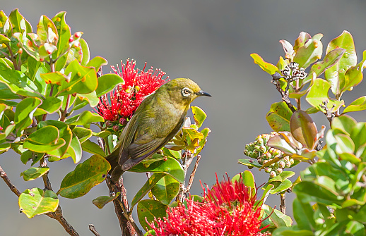 the Japanese white-eye (Zosterops japonicus) has become an invasive species in Hawaii. Its native range includes much of East Asia, including Japan, China. Hawaii Volcanoes National Park.