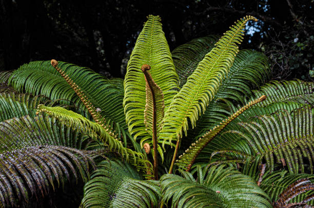 Sadleria cyatheoides, commonly known as amaumau fern orʻAmaʻu, is a fern species in the family Blechnaceae. It is endemic to Hawaii and inhabits lava flows, open areas, and wet forests on all major islands. Hawaii Volcanoes National Park, Hawaii, The Big Island. sadleria cyatheoides, comúnmente conocida como helecho amaumau o amáu, es una especie de helecho de la familia blechnaceae. es endémica de hawái y habita en flujos de lava, áreas abiertas y bosques húmedos en todas las islas principales. parque nacio