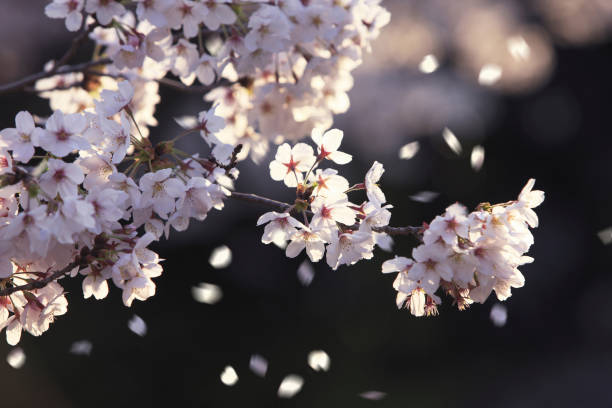 花びらの花を咲かせる桜 - 桜吹雪 ストックフォトと画像