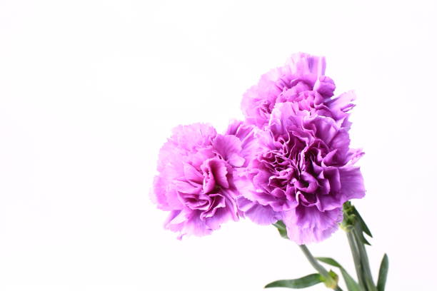istock purple carnation on a white background 1300228896