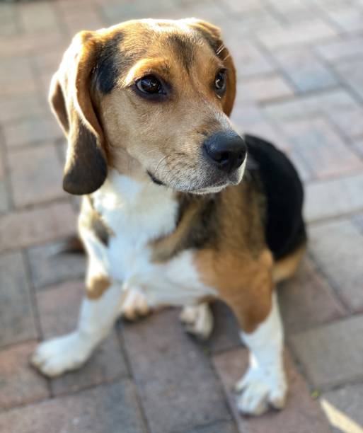 istock Beagle Puppy Seated, on Light Brick Patio 1300228929