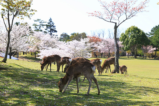 Cherry Blossoms and deers