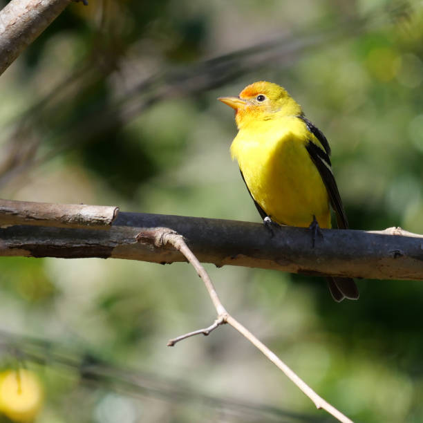 Western tanager Western tanager in Florida! During the winter piranga ludoviciana stock pictures, royalty-free photos & images