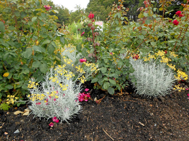 istock Some colorful flowers in Canada 1300233124
