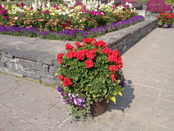 istock Some colorful flowers in Canada 1300233173