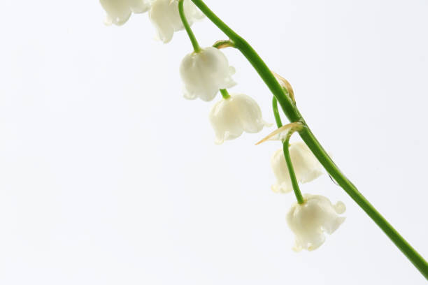 istock lilies of the valley on a white background. spring flowers 1300236024