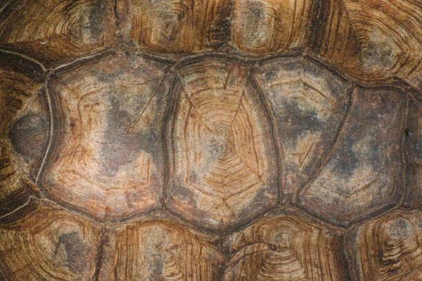 istock The shell of a giant turtle, close-up. Background texture and carapace pattern. Turtle shell texture details 1300236754